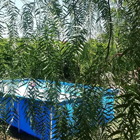 Hibiscus جيارديني ناكسوس