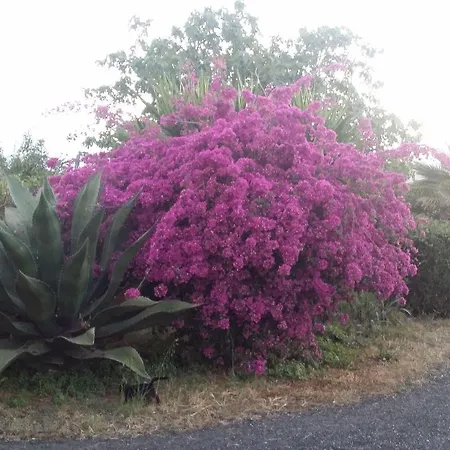 شقة Hibiscus جيارديني ناكسوس